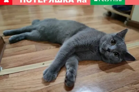 Потерянные животные Новороссийск, фото: Пропал кот возле 