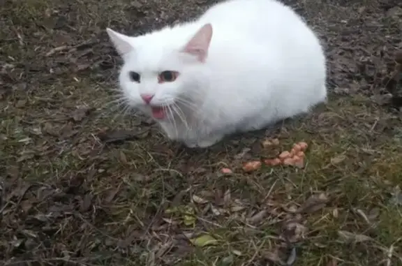 Потерян белый кот в парке пионеров (Ростов-на-Дону)