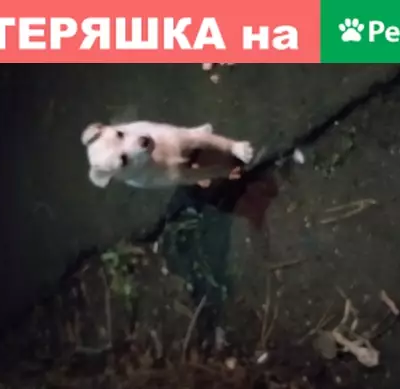 Найдена собака на ул. Москатова в Таганроге
