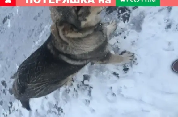 Найден щенок овчарки с ошейником в Москве