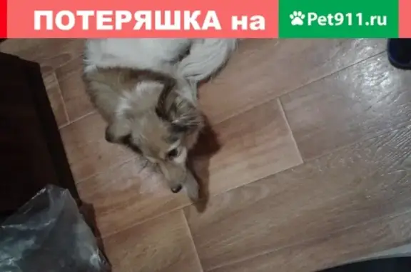 Пропала старенькая рыжая собака в Омске на ул. Бородина 37
