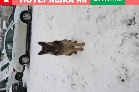 Найдена собака в Москве, Рогожская Застава!