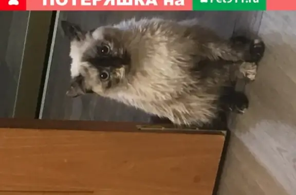 Найдена домашняя кошка на улице Салавата Юлаева в Челябинске