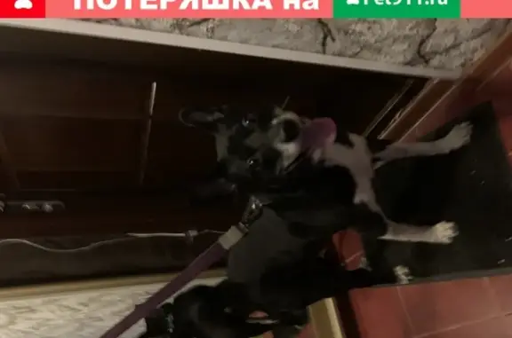 Собака найдена в Коньково, Москва.