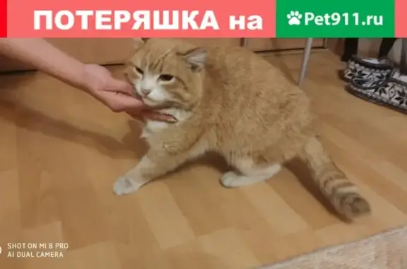 Найден домашний кот на Орджоникидзе 18 в Тюмени