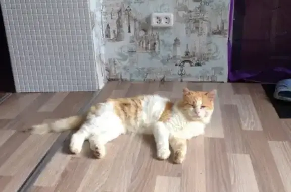 Кошки потеряшки, Будённовск, фото: Потеряшка кошка Куся в с. Покойном, р-н остановки Плотина, возможно в Буденновске.