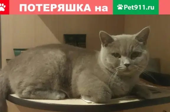 Кошки потеряшки, Белгород, фото: Потеряшка кот в Ближней Игуменке, массив 82, Белгород