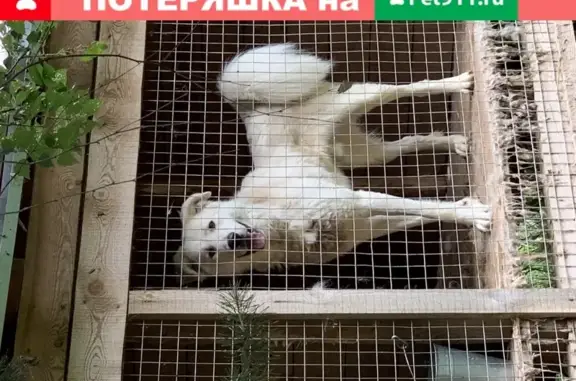 Найдена собака метиса в Волоколамске