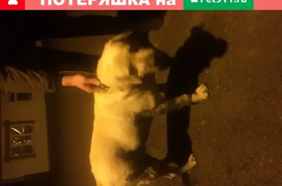 Собака Лабрадор на Новотитаровской, Краснодарский край