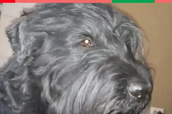 Пропала собака в Синявино: кобель Русский чёрный терьер Яша.