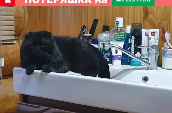 Кошки потеряшки, Акбердино, фото: Потеряшка кошка в Акбердино, Башкортостан