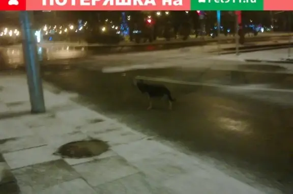 Найдена собака у метро Сходненская, район Героев Панфиловцев, д.2.