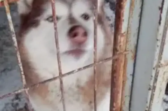 Рыжий мальчик-собака найден в Омске