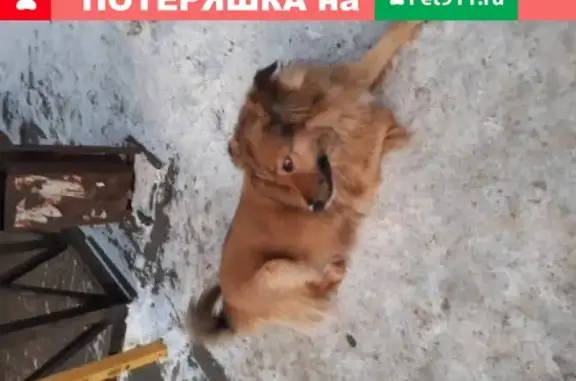 Найдена рыжая собака возле озера Смолино в Челябинске.