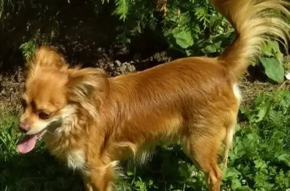 Пропала собака Русский той терьер в Москве, ул. Багрицкого.