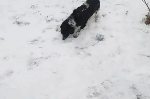 Пропала собака в парке Крылатские холмы, помогите найти!