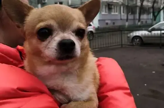 Объявления о пропавших и найденных животных, Ростов-на-Дону, фото: Найден чиа-хуа-хуа в парке, Ростов-на-Дону