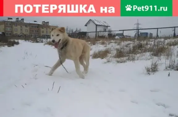 Собака найдена в Беляниново, Ишим хозяев нет