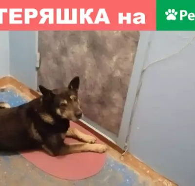 Собака прибилась по адресу: Московский пр-т 21,7
