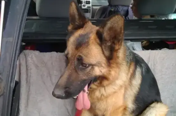 Потерянные животные Белгород, фото: Пропала собака Альма на Набережной улице, Белгород