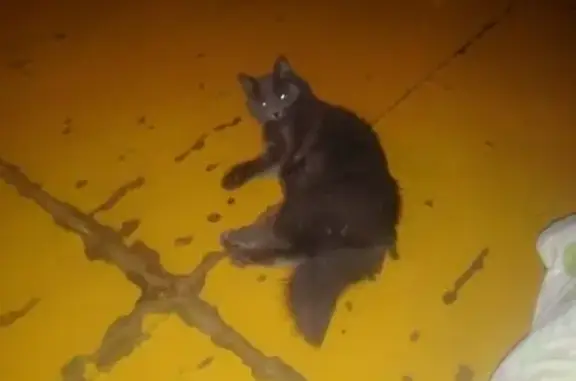 Пропал кот Марсель в Красноярске, Центральный пр-д, 25 января.