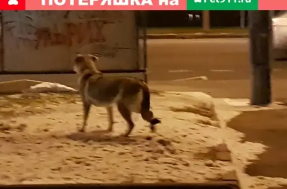 Собака найдена на Васильевском острове, ул. Наличная, 19