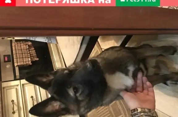 Найден щенок на ул. Комарова в Челябинске