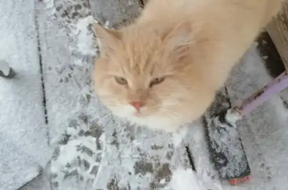 Найдена кошка на ул. Новая, Михалево