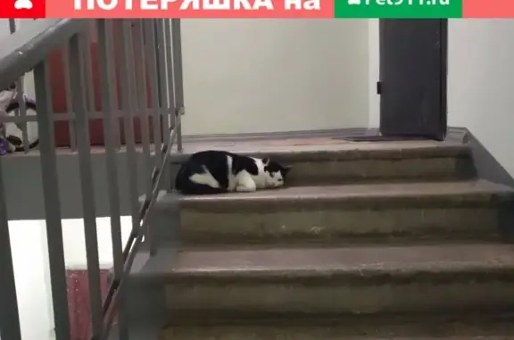Кошка найдена на ул. Мира, 1 в Мытищах.