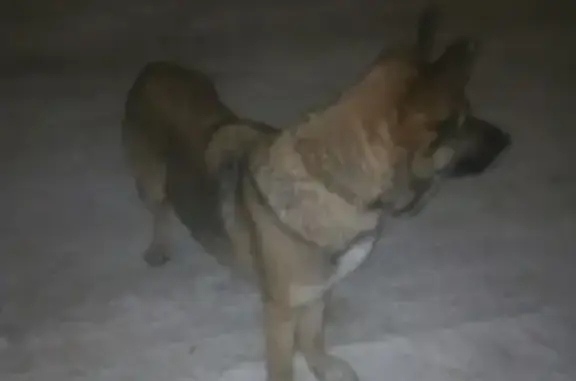 Найдена собака с ошейником и чипом на улице Багрицкого, Ярославль