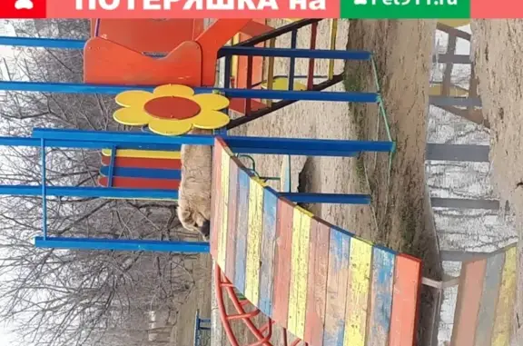 Потерялась породистая собака в Таганроге