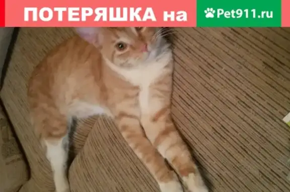 Пропал кот без задней лапки в Чертаново, ул. Красного Маяка