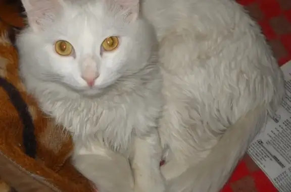 Пропала кошка Кот, найден на ул. Ингодинской д.11