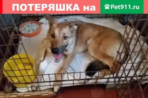 Найдена рыжая собака в Екатеринбурге, ул. Пальмиро Тольятти, 8