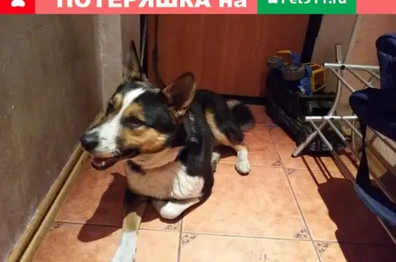 Собака с синим ошейником найдена в Хабаровске