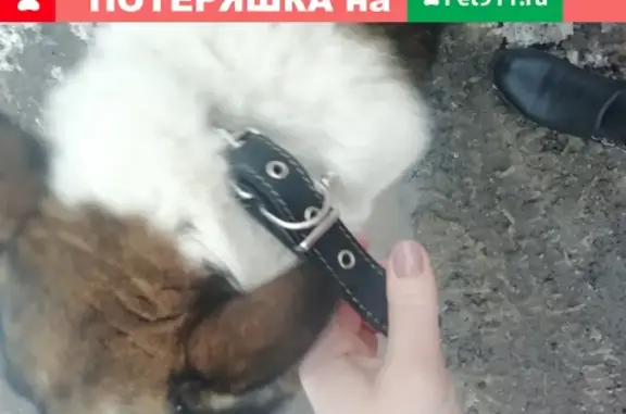 Найден дружелюбный пёс на Колхозной улице, Подольск