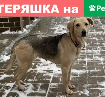 Супер домашняя собака найдена в Москве
