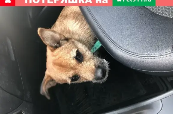 Найдена собака в районе Александровский-Парковый, Челябинск