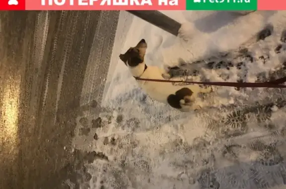 Собака найдена в Москве: Джек-Рассел, мальчик без ошейника