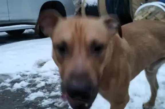 Найден щенок стафф в Москве, ищем хозяев