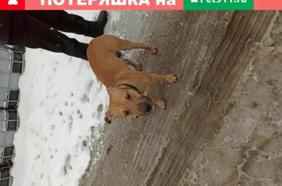 Найден пес на Ташкентском переулке, Москва