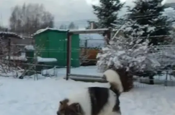 Пропала собака в Славянске-на-Кубани с адресником