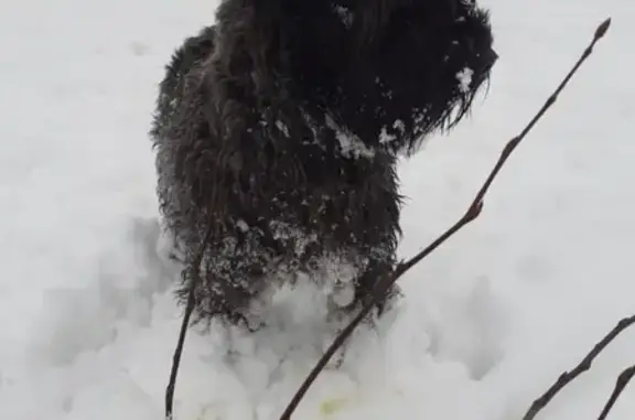 Найдена собака на 9-й Северной, Москва