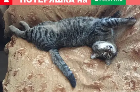 Кошки потеряшки, Анапа, фото: Потеряшка кошка в Анапе, ул. Овражная (гипермаркет Магнит) - вознаграждение!