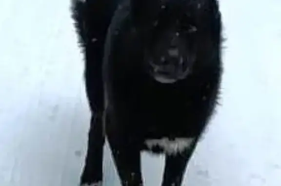 Найдена собака в СНТ Рассвет, Чеховский район