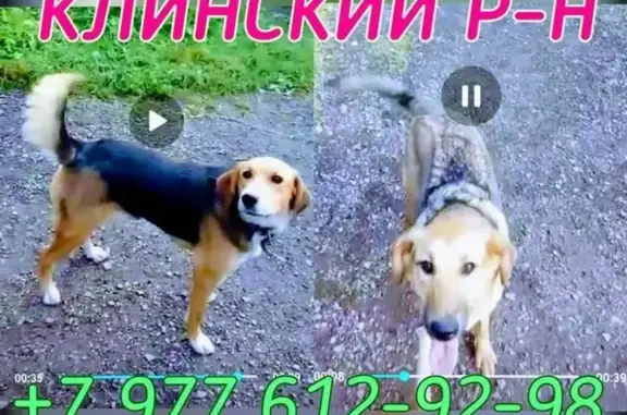 Пропали 2 собаки в Клинском районе, Фроловское, Стреглово