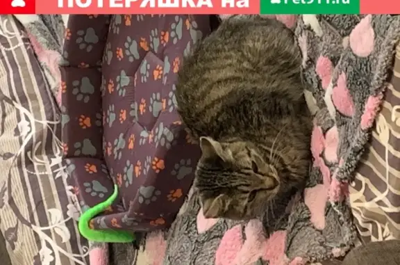 Найдена кошка в Жулебино, Москва