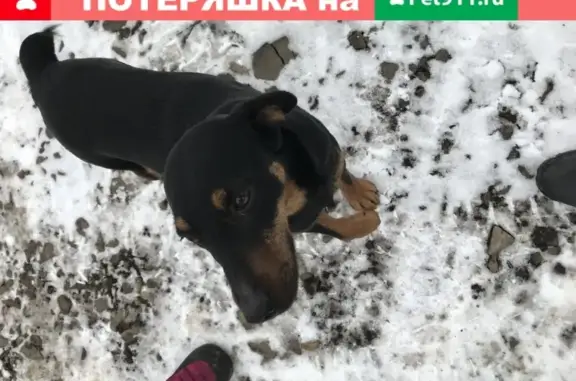 Пропала собака породы Ягдтырьер в селе Хинель, Брянская область
