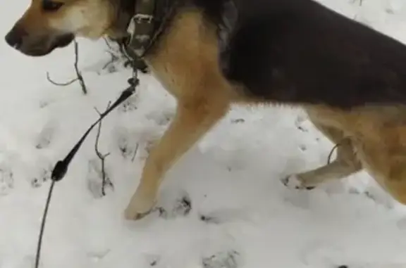 Найдена собака в Москве, район Ясенево, на Соловьином проезде д.1