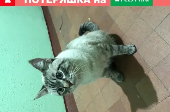 Найден кот на улице Красных Зорь (Москва)